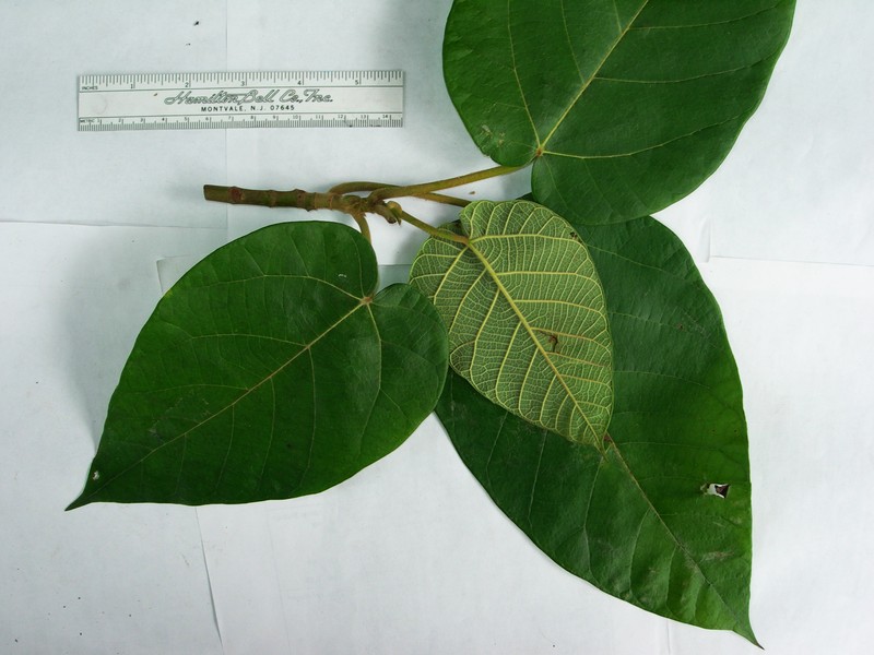 Ficus semivestita photo 5