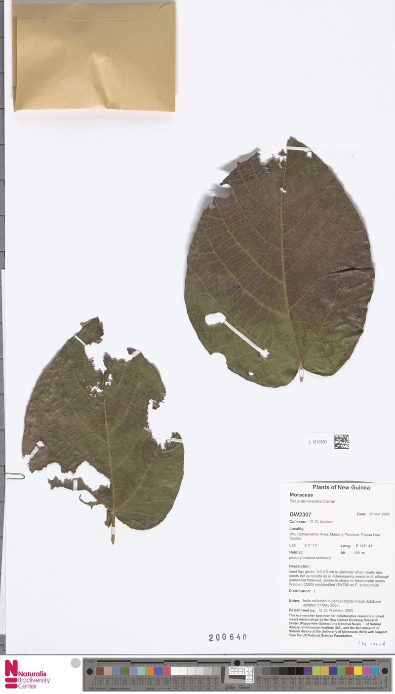Ficus semivestita photo 6