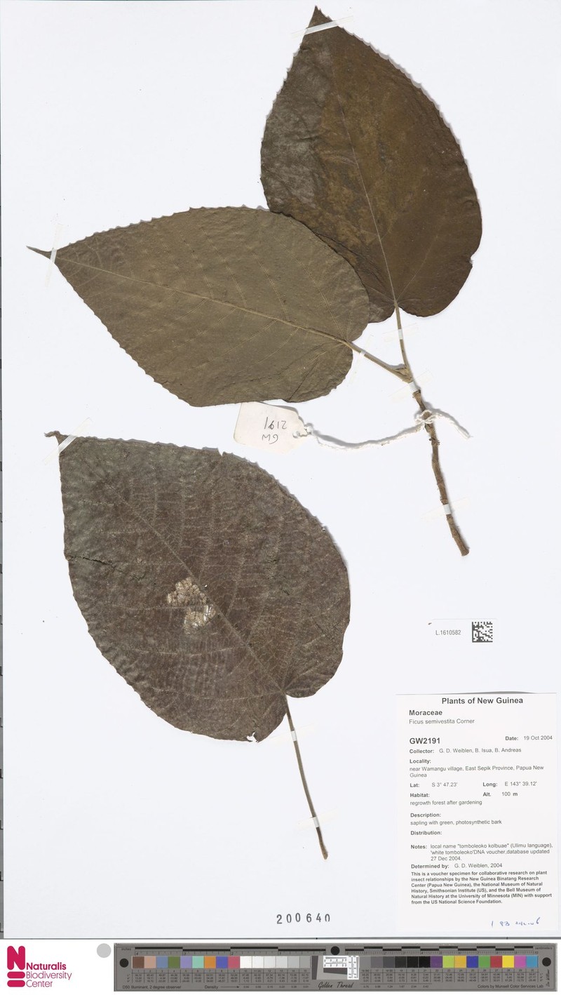 Ficus semivestita photo 7