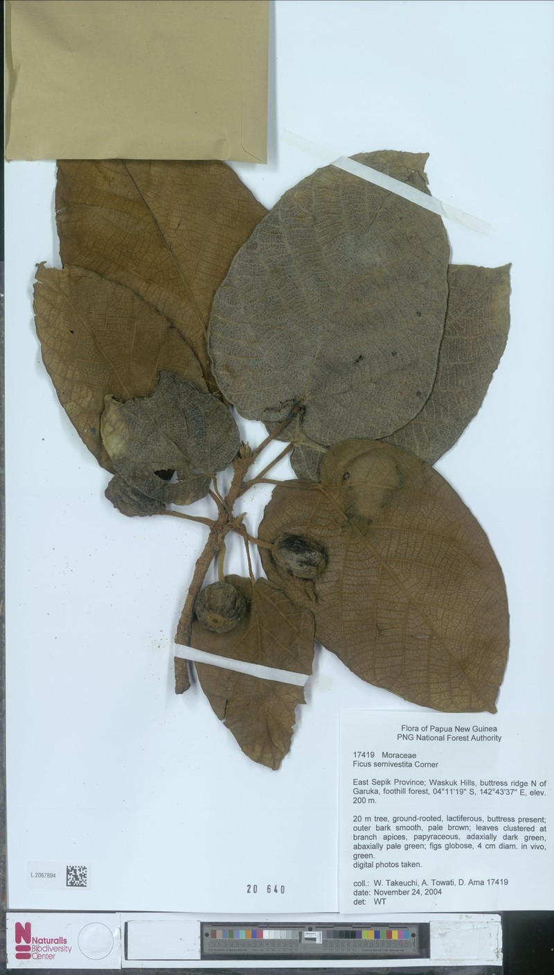Ficus semivestita photo 8