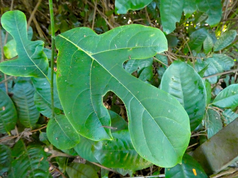 Senfft's Fig