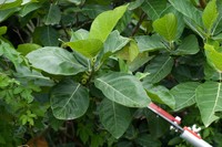 Ficus septica