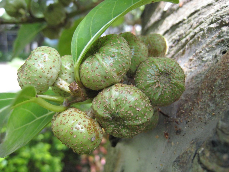 Ficus septica photo 3