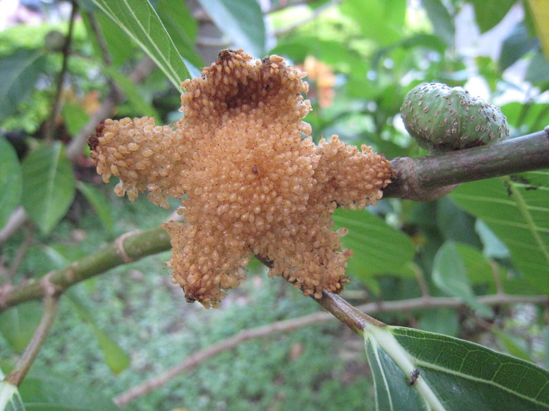Ficus septica photo 4