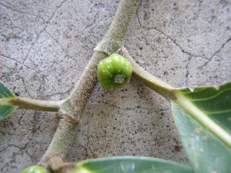 Ficus septica photo 5