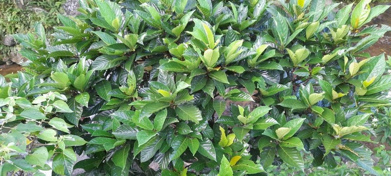 Ficus septica photo 6