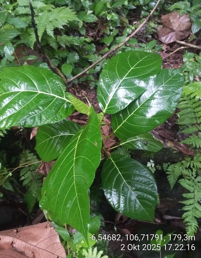 Ficus septica photo 7