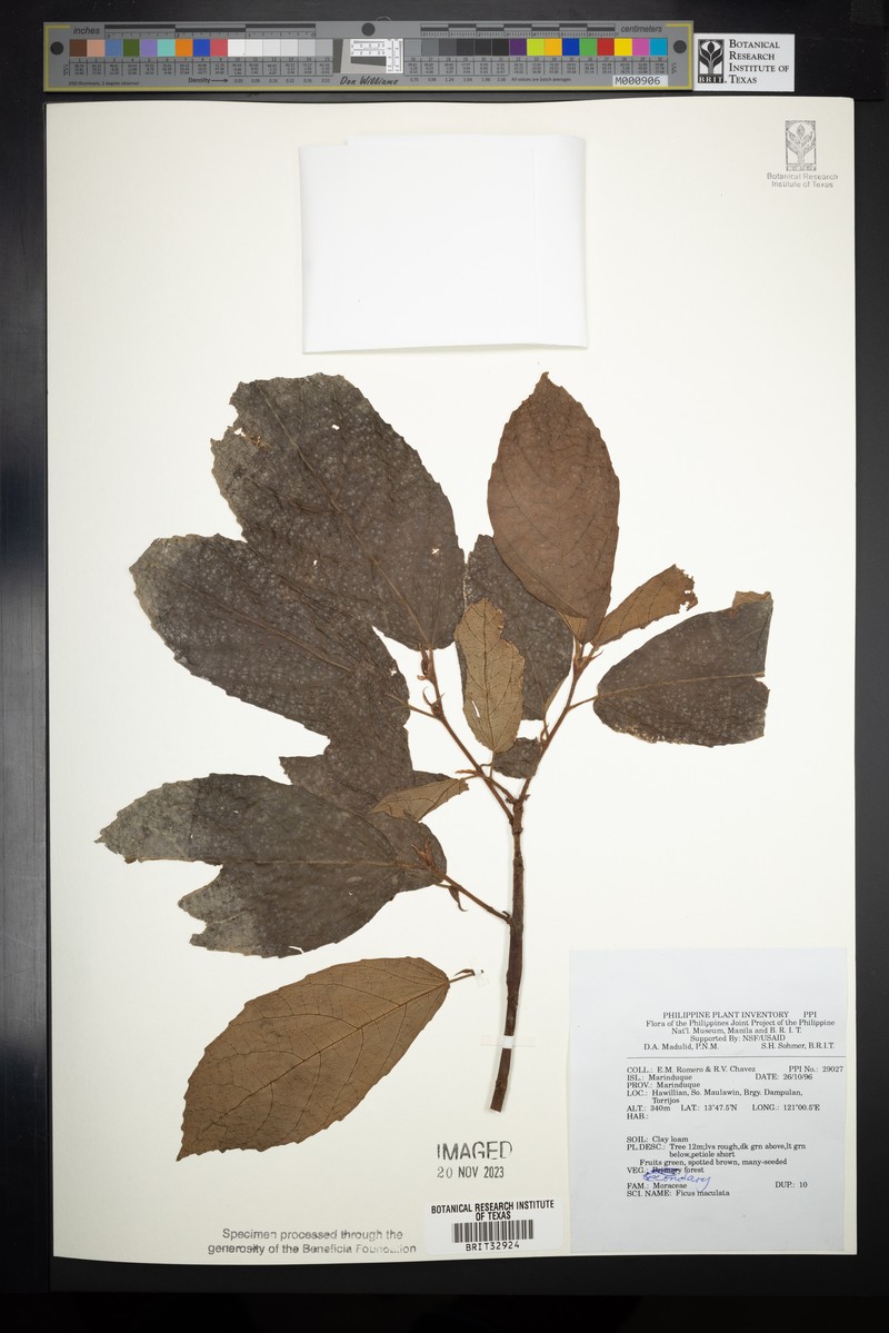 Ficus serraria