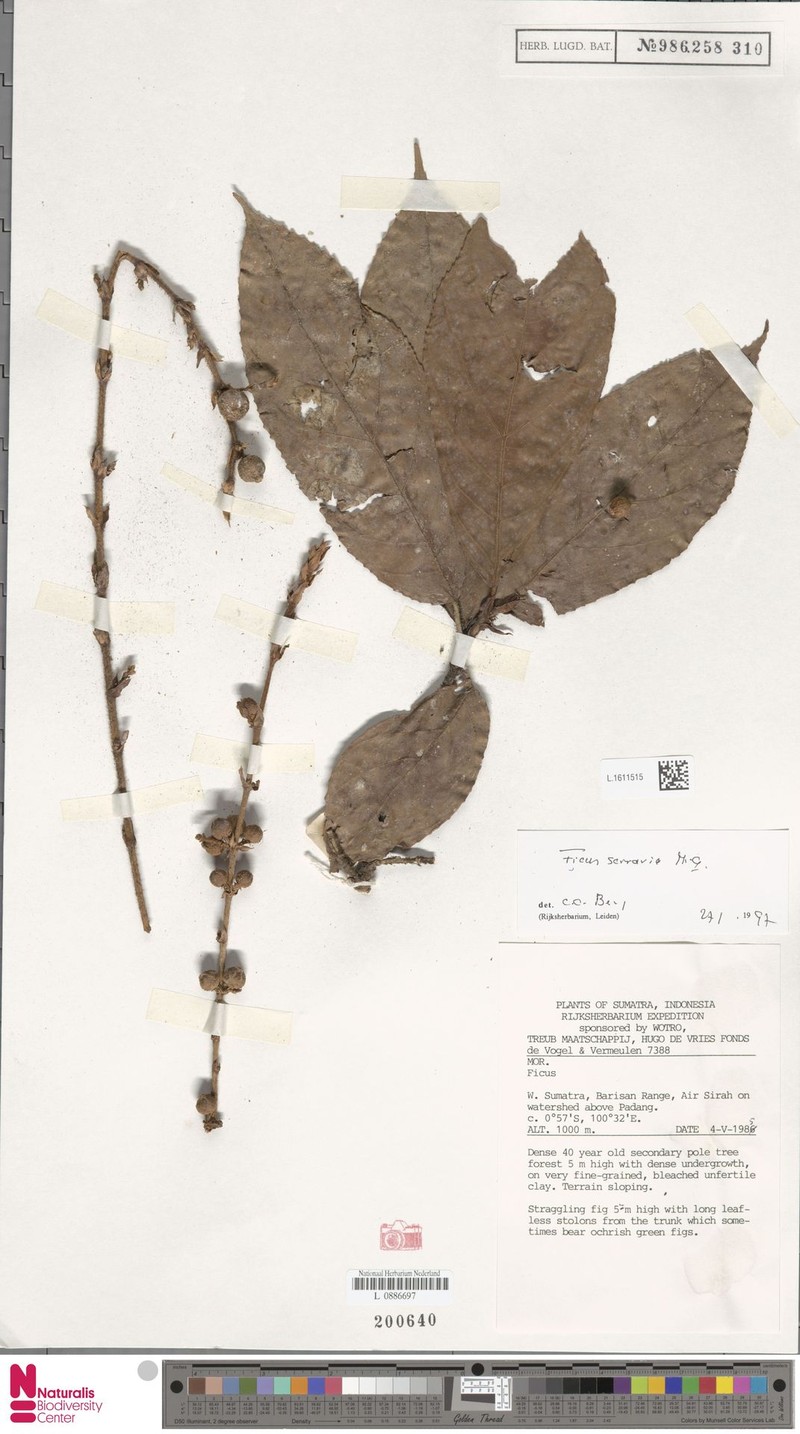 Ficus serraria photo 2