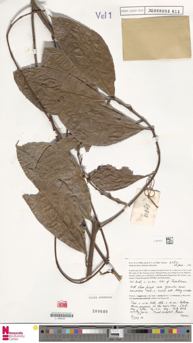 Ficus serraria photo 4