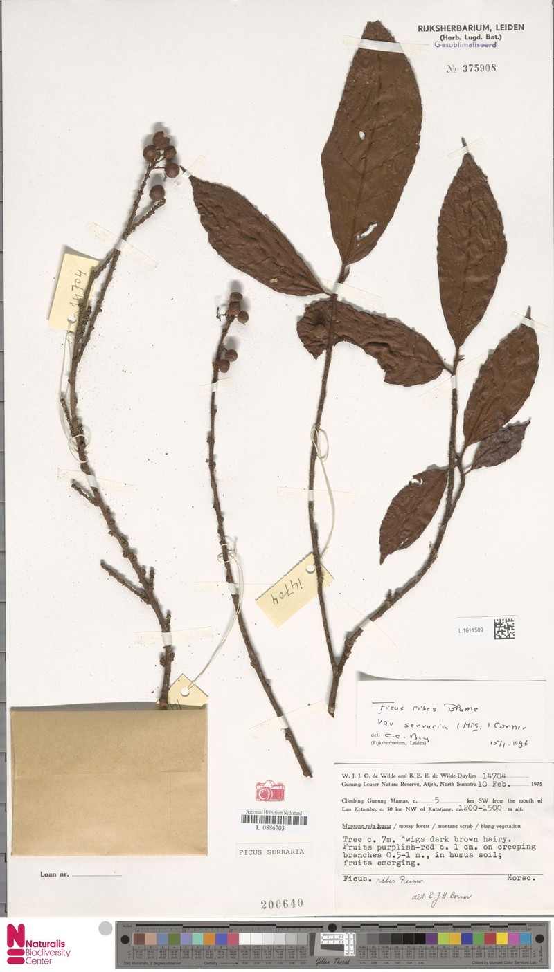 Ficus serraria photo 6