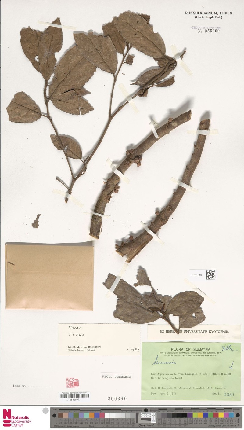 Ficus serraria photo 7