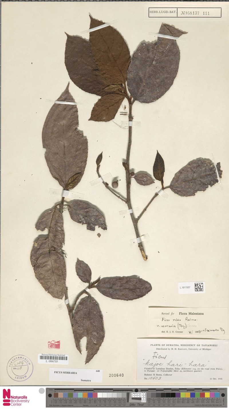 Ficus serraria photo 8