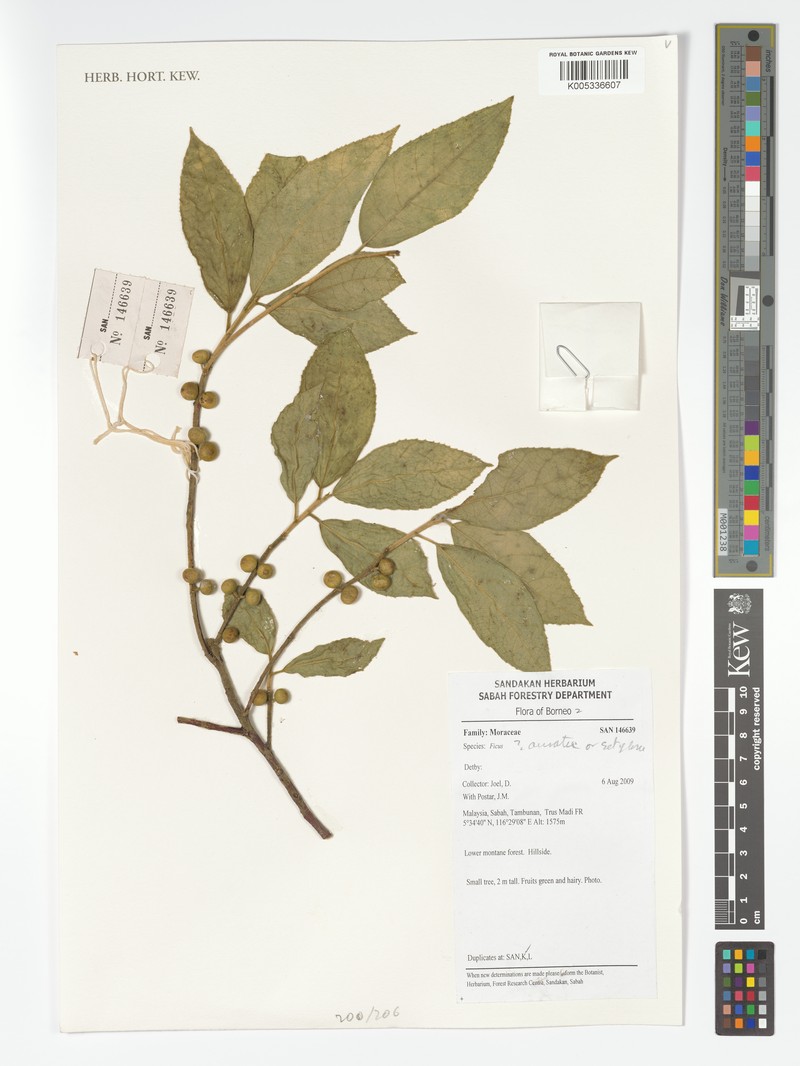 Ficus setiflora photo 3