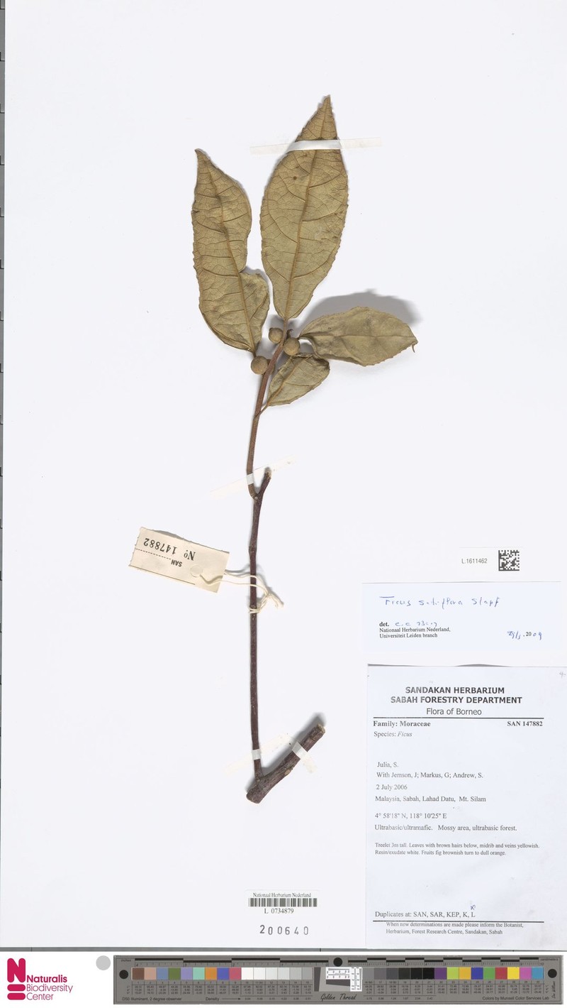 Ficus setiflora photo 4