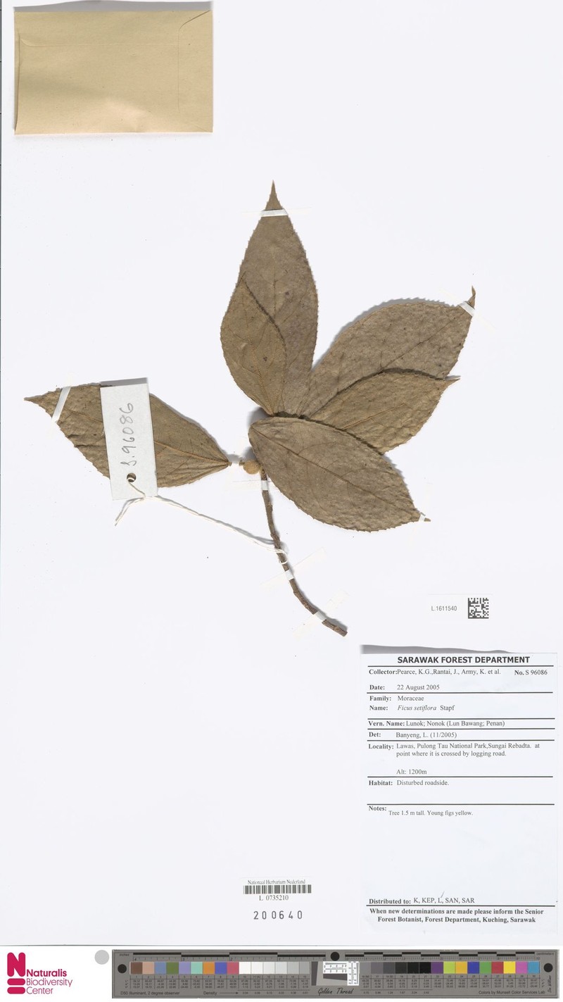 Ficus setiflora photo 5