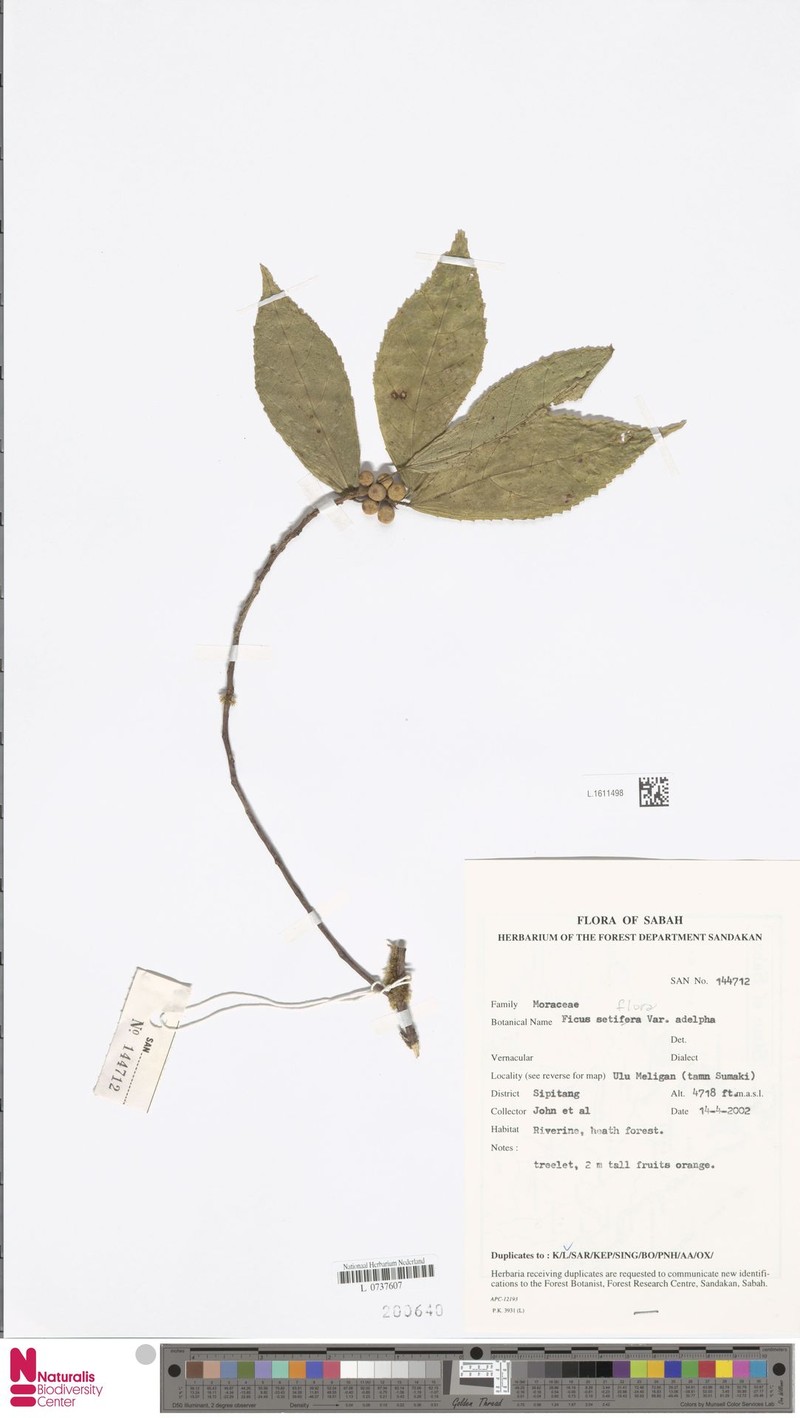 Ficus setiflora photo 6