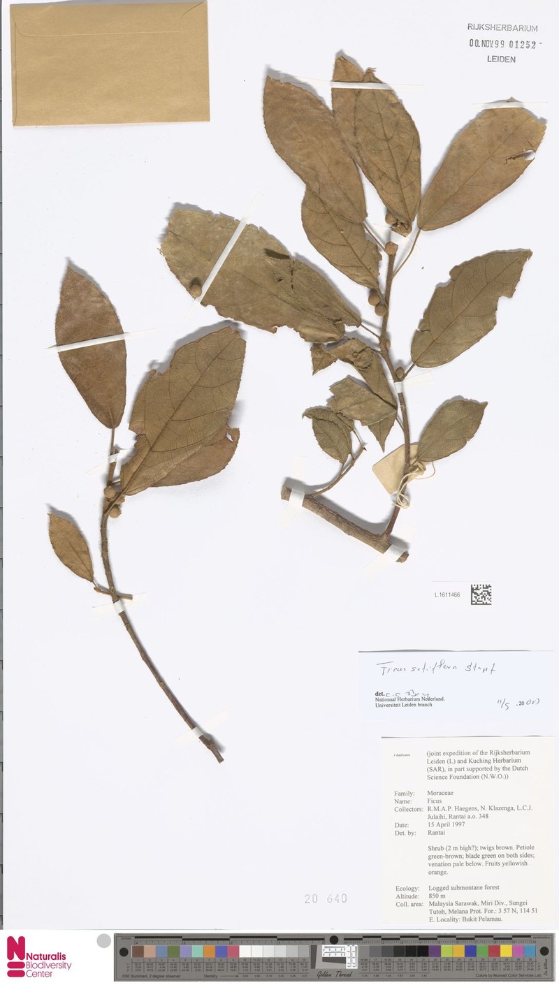 Ficus setiflora photo 7