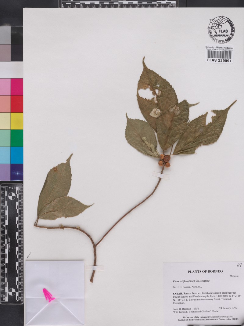 Ficus setiflora photo 8
