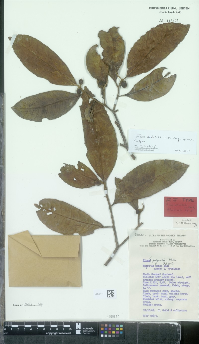 Ficus setulosa