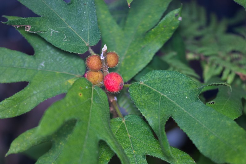 Ficus simplicissima