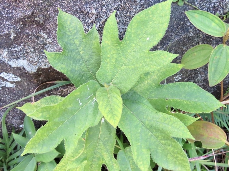 Ficus simplicissima photo 3