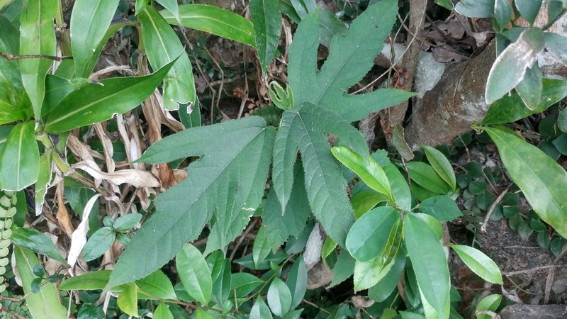 Ficus simplicissima photo 4
