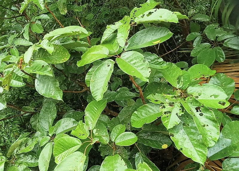 Ficus simplicissima photo 5