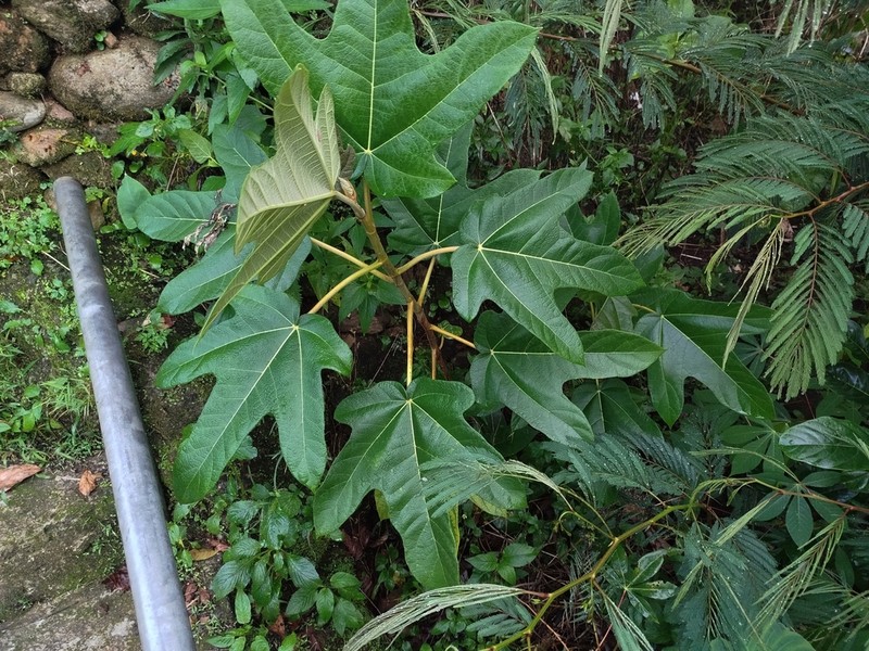 Ficus simplicissima photo 6