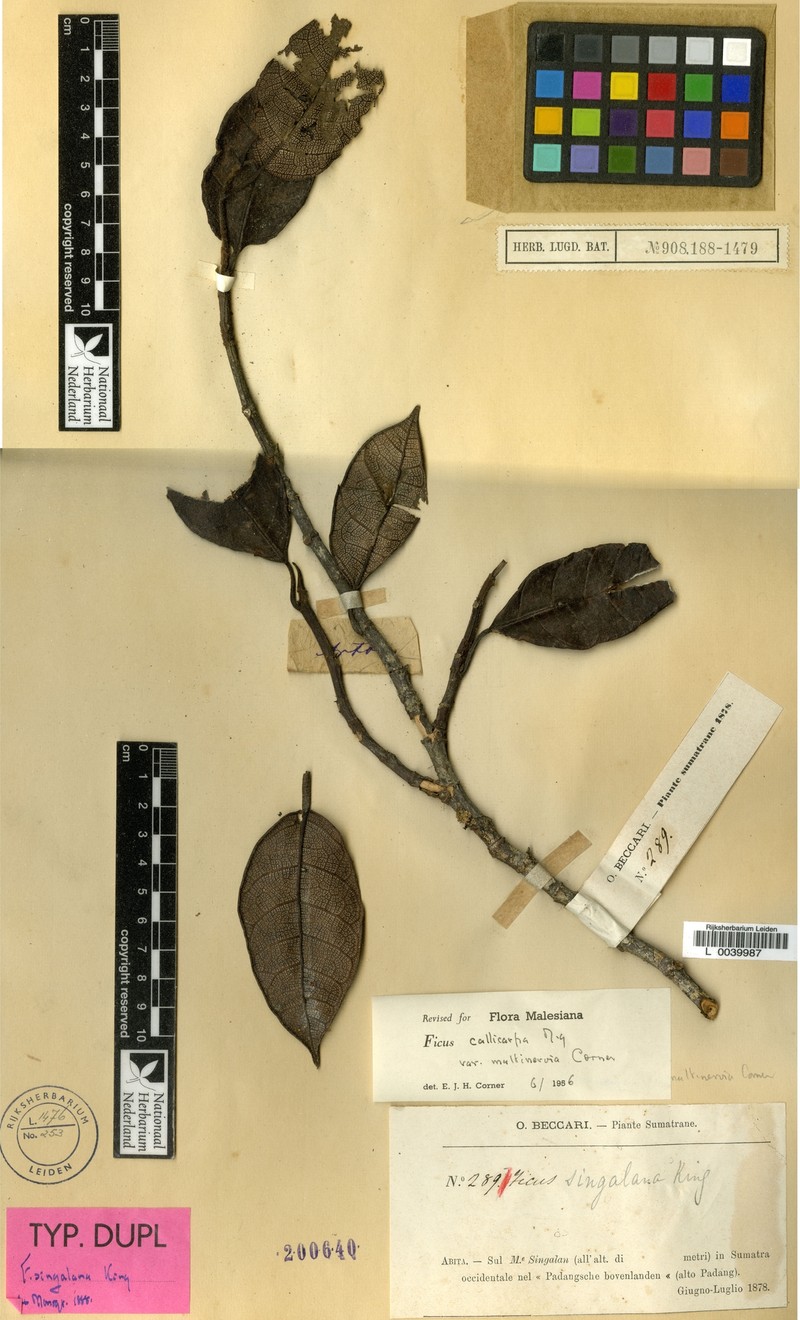 Ficus singalana