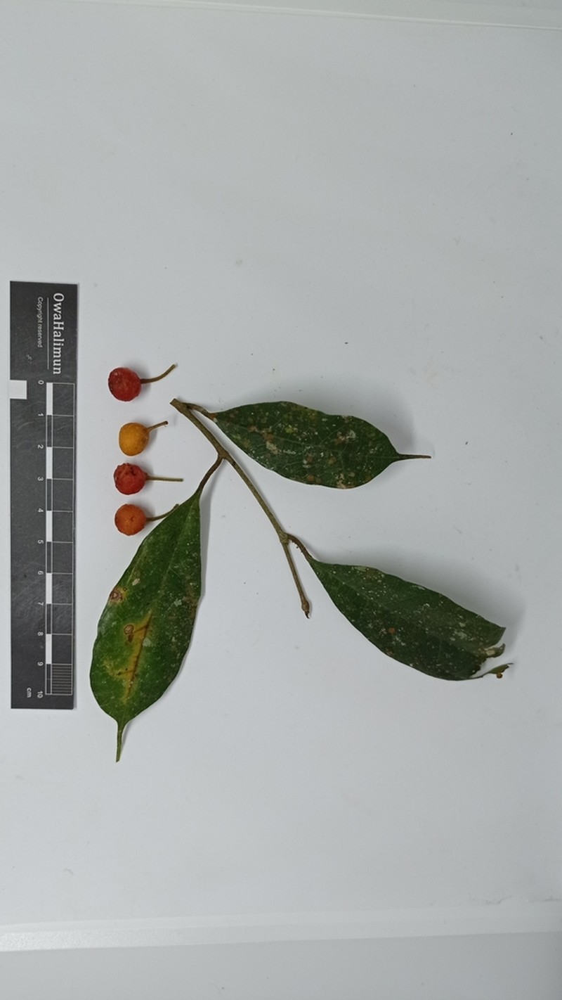 Ficus sinuata photo 2