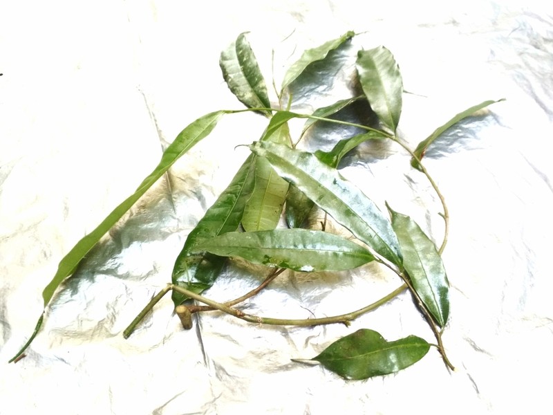 Ficus sinuata photo 3