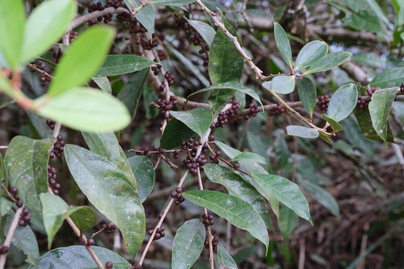 Ficus sinuata photo 4