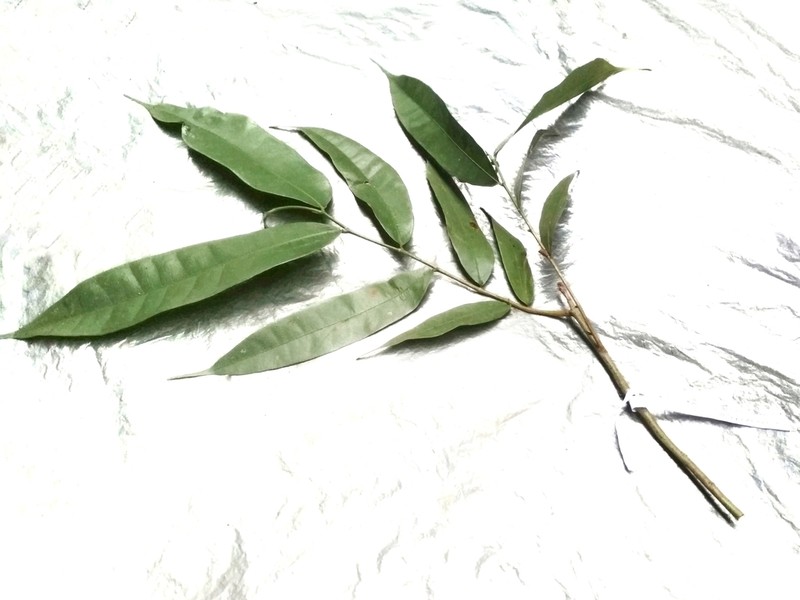 Ficus sinuata photo 5