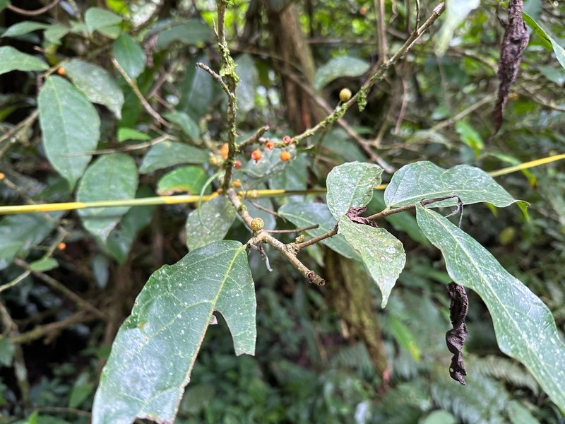 Ficus sinuata photo 6