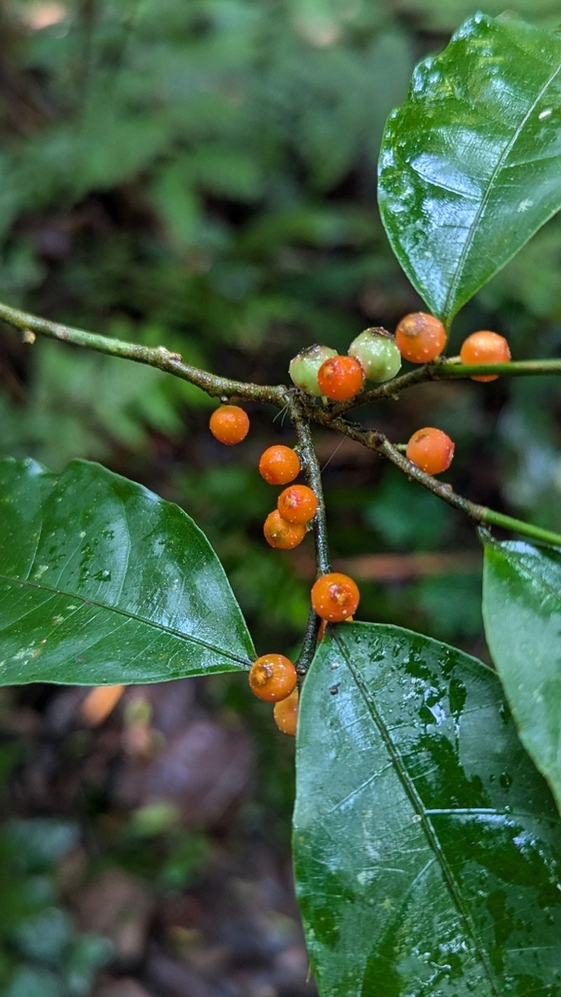 Ficus sinuata photo 7