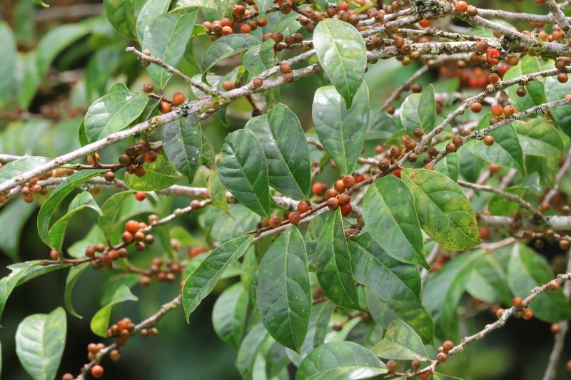 Ficus sinuata photo 8