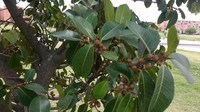 Ficus soatensis