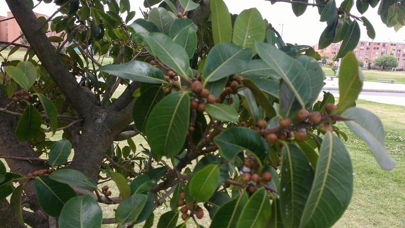 Ficus soatensis