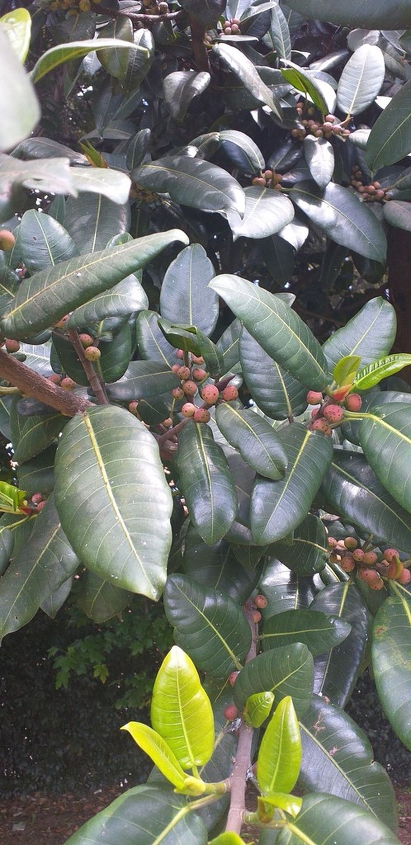 Ficus soatensis photo 2