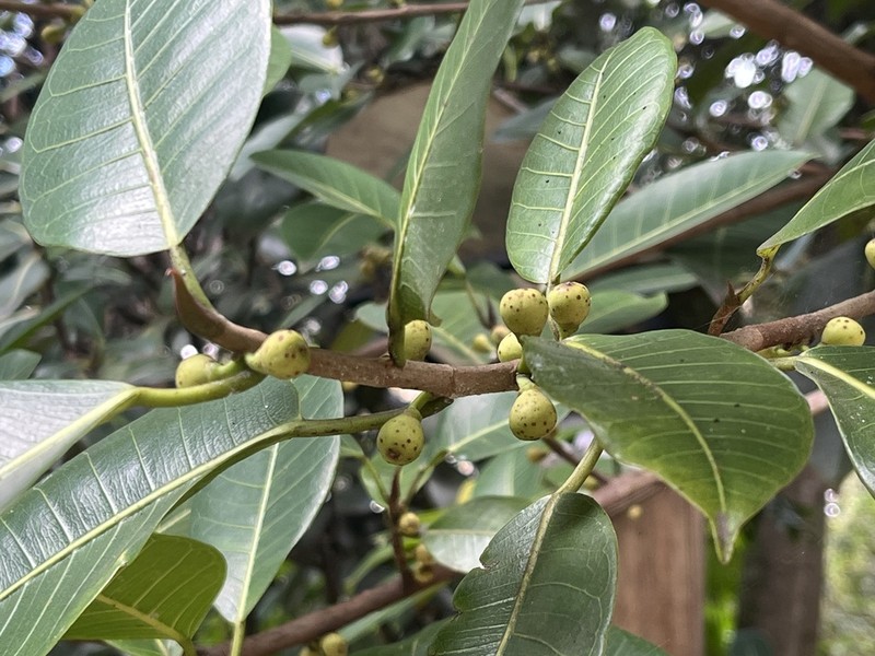 Ficus soatensis photo 3