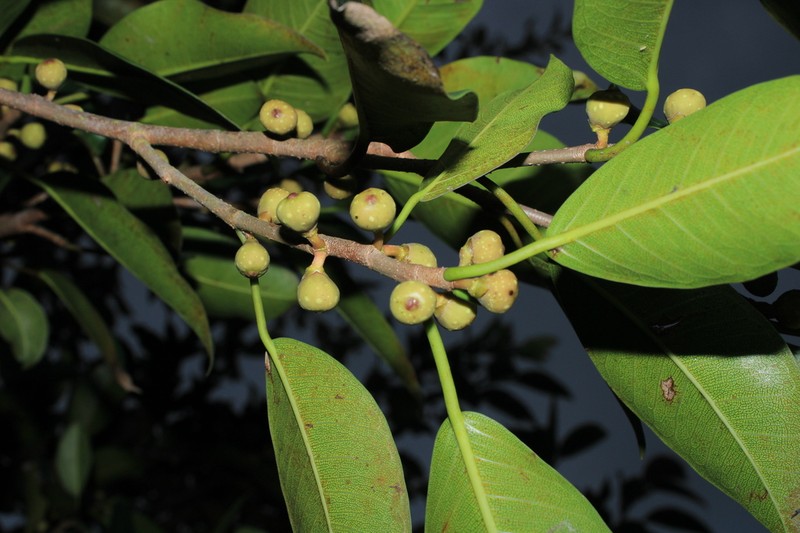 Ficus soatensis photo 4