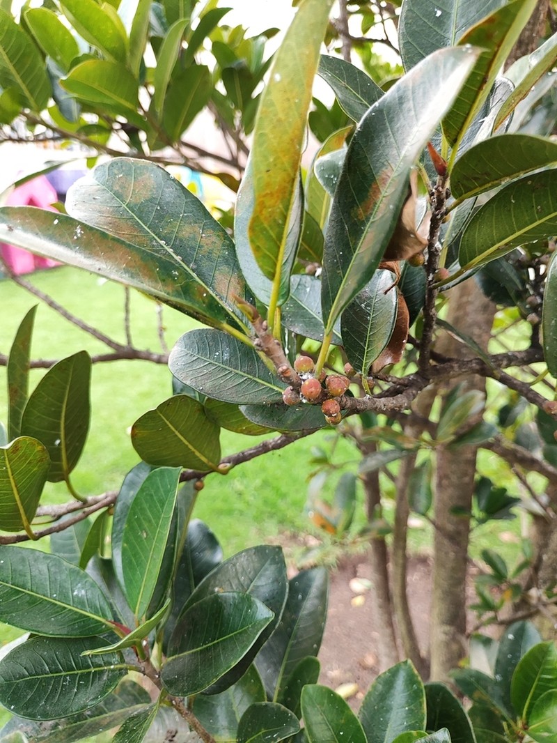Ficus soatensis photo 5
