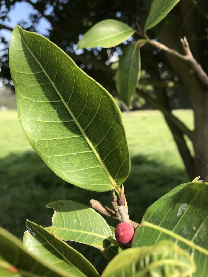 Ficus soatensis photo 6