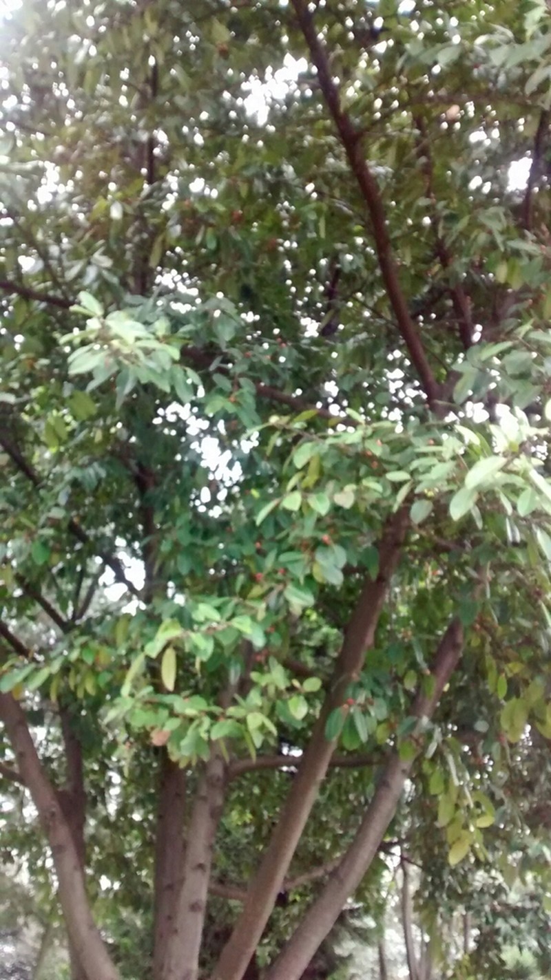 Ficus soatensis photo 7