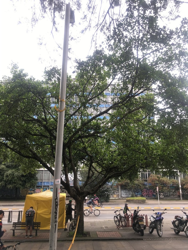 Ficus soatensis photo 8