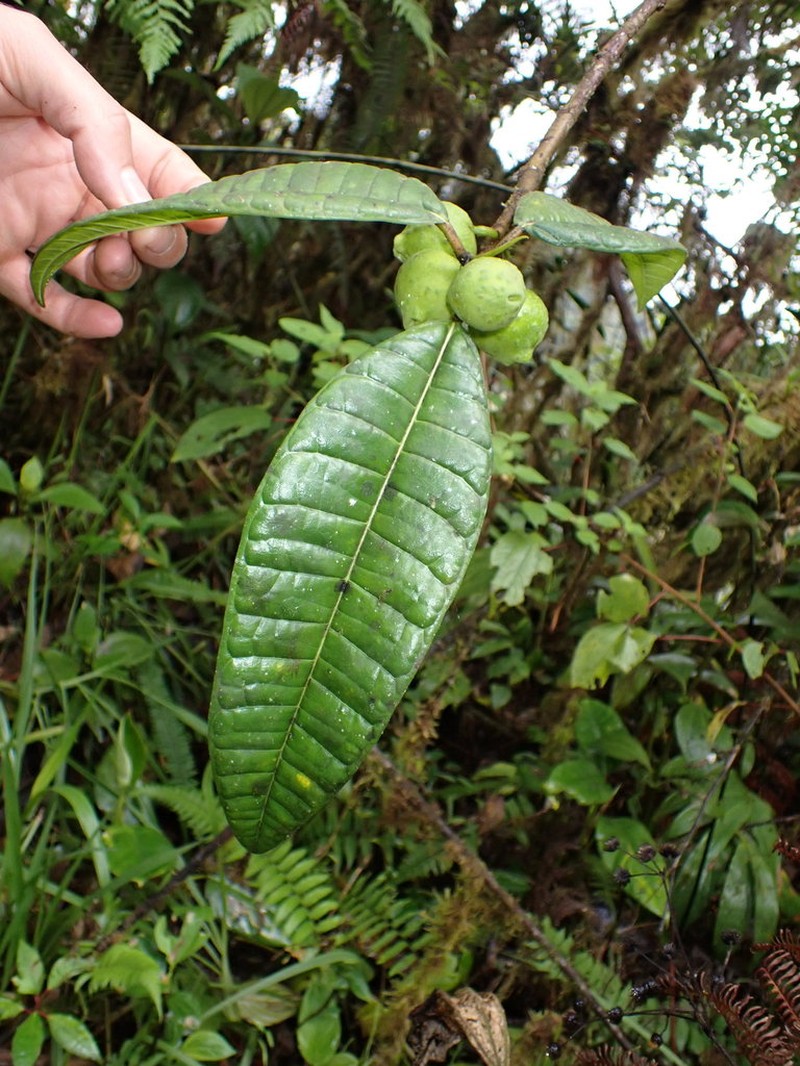 Ficus sodiroi