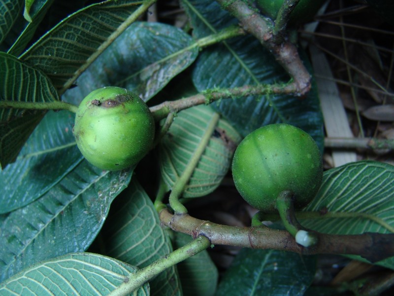 Ficus sodiroi photo 2