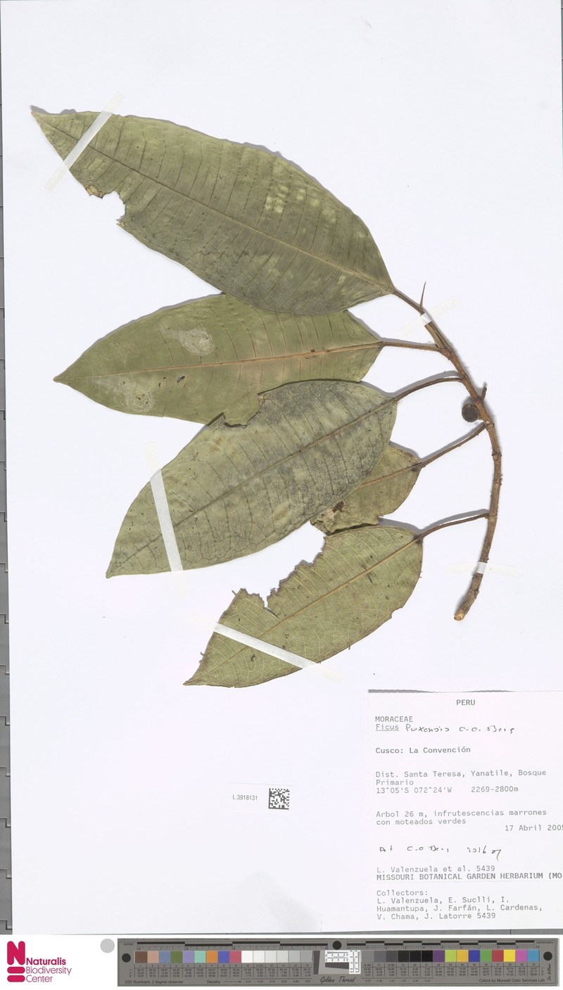 Ficus sodiroi photo 3