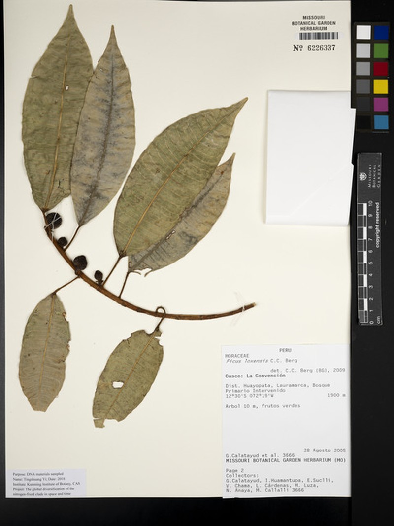 Ficus sodiroi photo 4